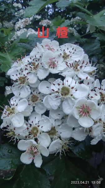 山楂的别名有哪些_山楂别名叫什么