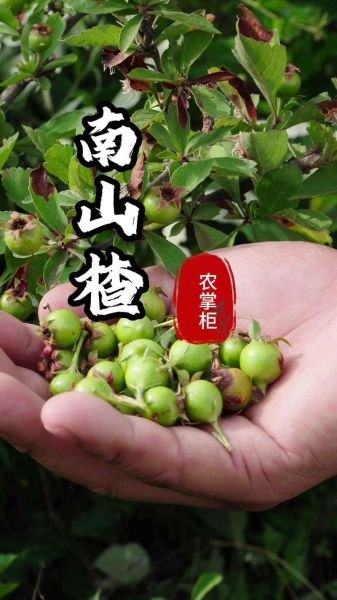 山楂的别名有哪些_山楂别名叫什么