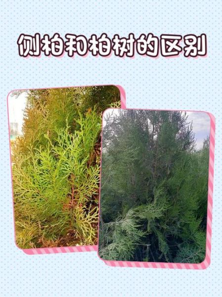 翠柏的寓意是什么_翠柏和侧柏的区别