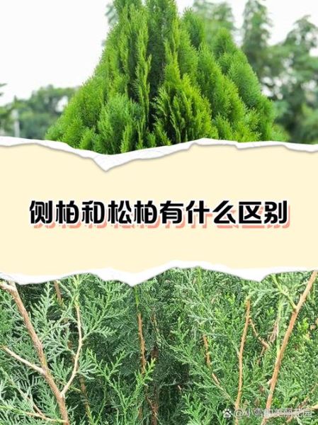 翠柏的寓意是什么_翠柏和侧柏的区别