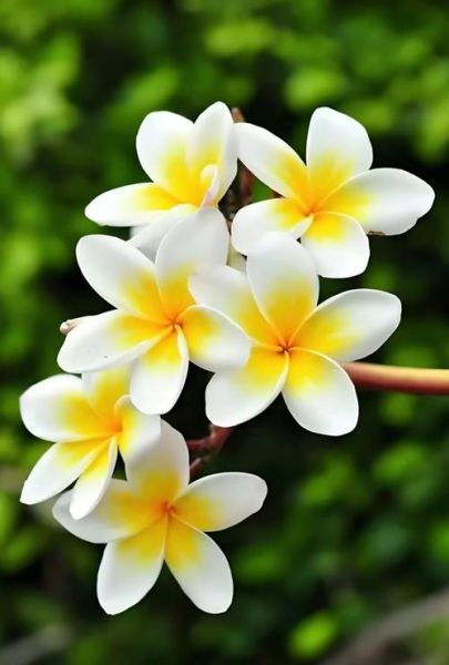 鸡蛋花怎么做_鸡蛋花做法大全