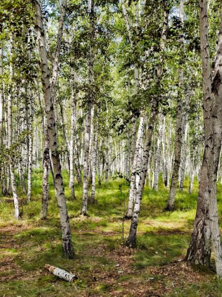 白桦树有哪些特点_白桦树适合种在哪里