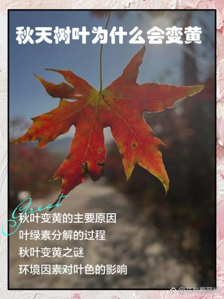 树叶为什么会变黄_树叶变黄的常见原因