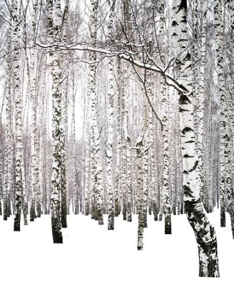 白桦树有哪些特点_白桦树适合种在哪里