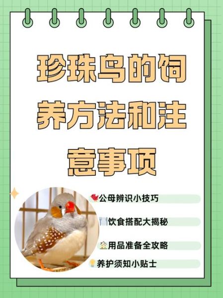 小鸟怎么养才亲人_新手养鸟入门技巧