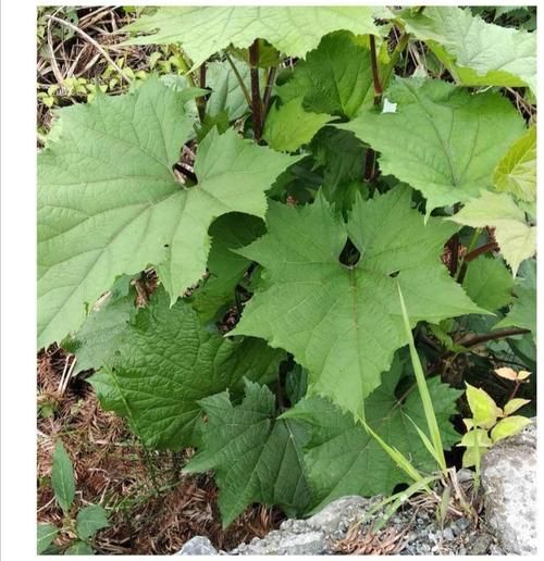 烂什么泥_烂泥地种什么植物最好