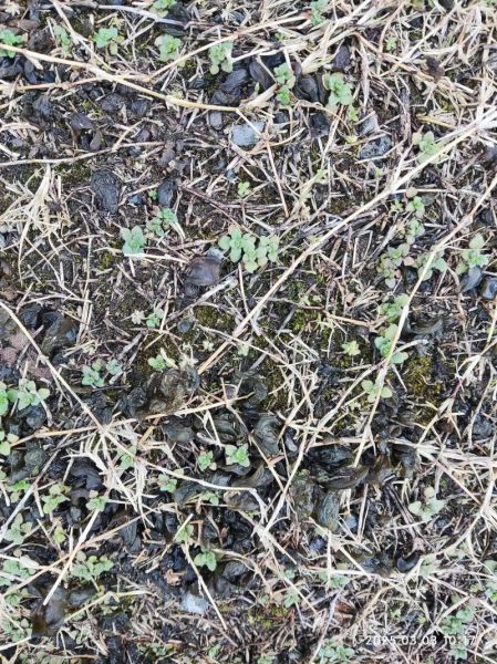 烂什么泥_烂泥地种什么植物最好