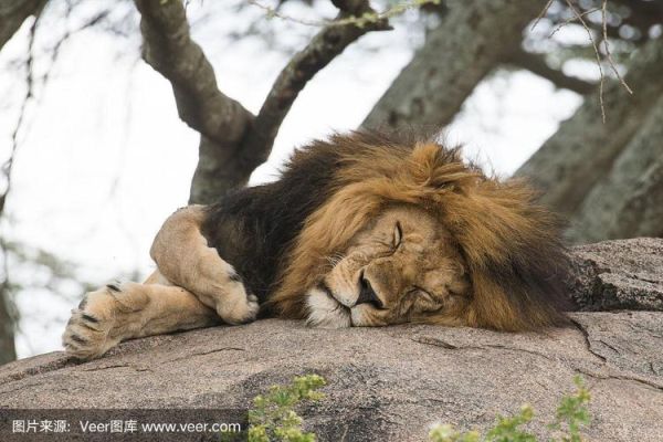 狮子睡觉为什么打呼噜_狮子睡觉姿势有哪些