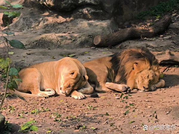 狮子睡觉为什么打呼噜_狮子睡觉姿势有哪些