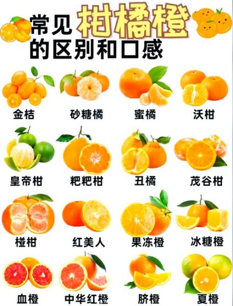 橙子怎么挑选_橙子有哪些品种