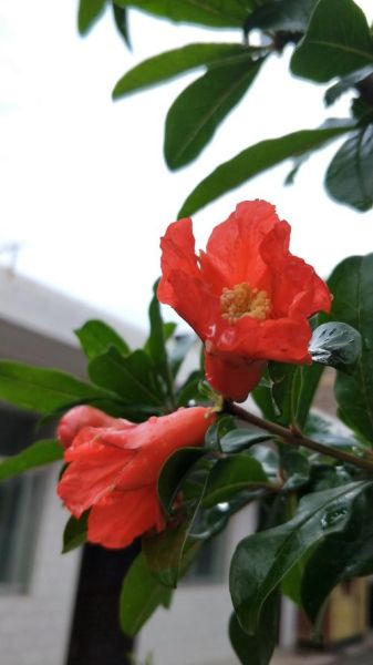 红似火是什么意思_红似火的近义词有哪些