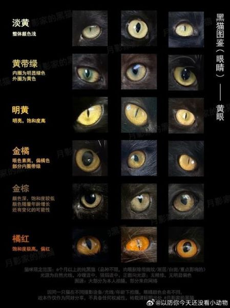 乌黑的眼睛怎么描写_乌黑的眼睛像什么