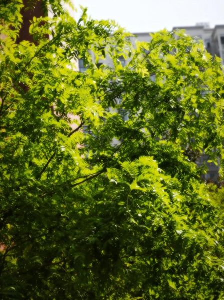 绿树是不是词语_绿树算不算词语