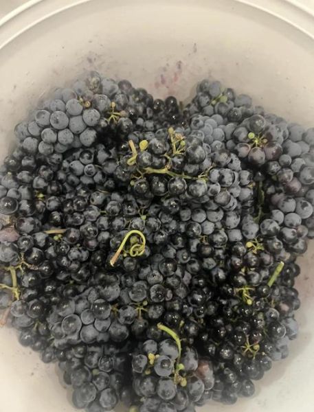 自酿葡萄酒的正确做法_自酿葡萄酒需要哪些材料