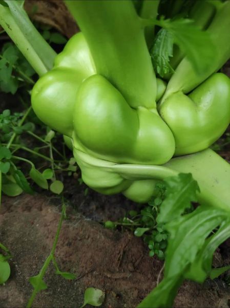 鲜菜怎么保存才新鲜_新鲜青菜有哪些特点