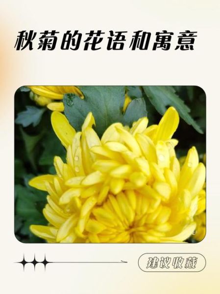 秋菊的花语是什么_秋菊有哪些颜色
