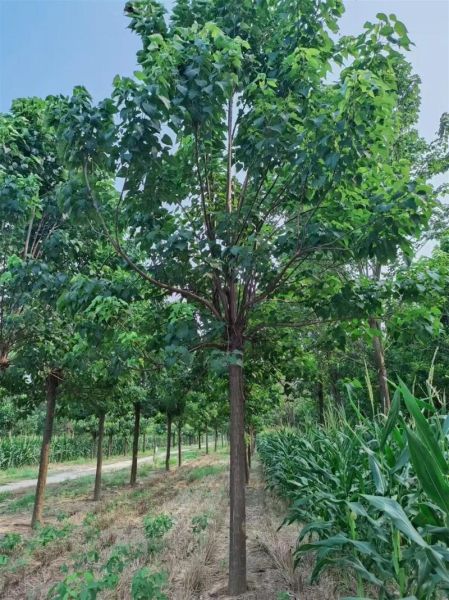 绿化苗木有哪些品种_适合北方种植的绿化树