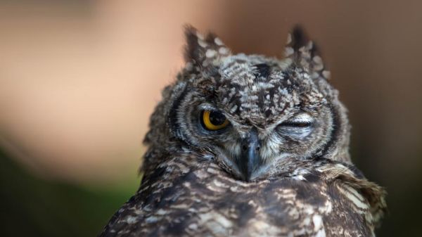 鸟睡觉为什么睁一只眼_鸟类睡觉姿势揭秘