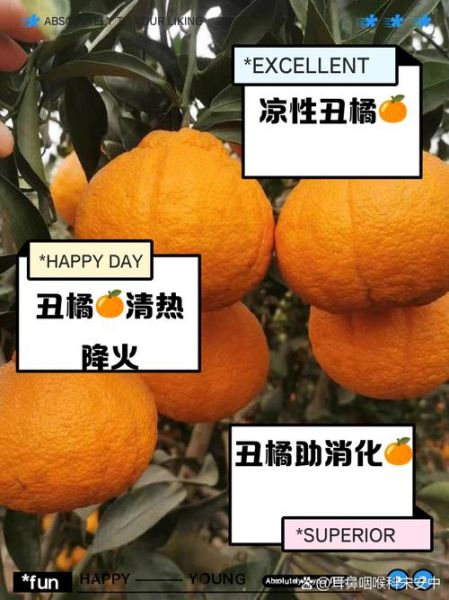 橘橙是凉性还是热性_橘橙上火吗