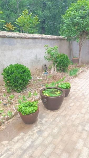 绿树成荫是什么意思_如何打造绿树成荫的庭院