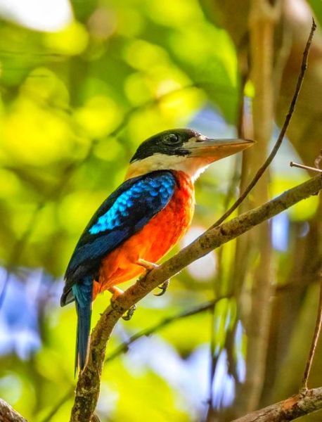 翠鸟是什么鸟_翠鸟的生活习性有哪些