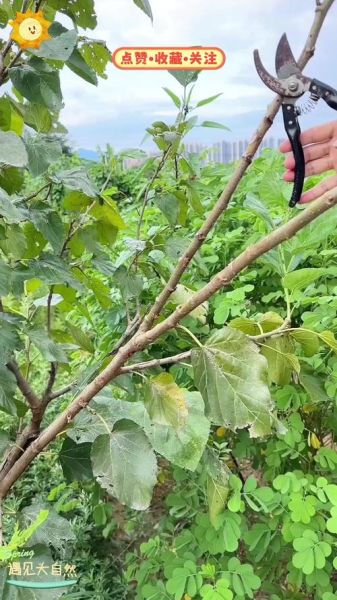 树枝是什么_树枝有哪些用途