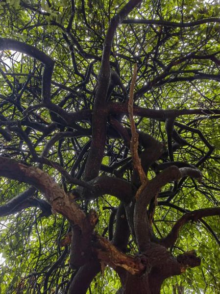 树枝是什么_树枝有哪些用途