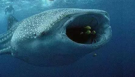 鲨鱼嘴巴为什么这么大_鲨鱼嘴巴结构特点