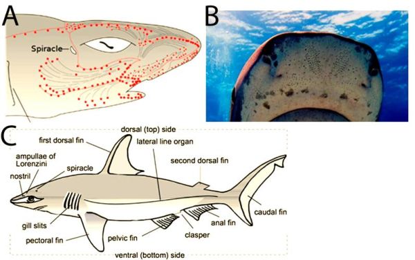 鲨鱼嘴巴为什么这么大_鲨鱼嘴巴结构特点