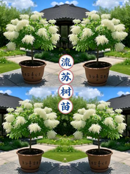 啥树苗适合庭院_啥树苗长得快