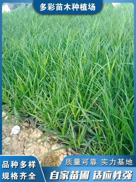 青草怎么种植_青草有哪些品种