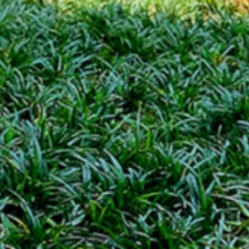 青草怎么种植_青草有哪些品种