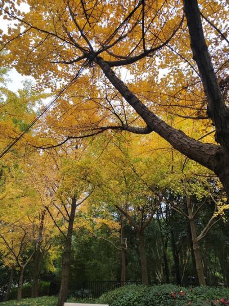 秋天森林有什么颜色_秋天森林拍照技巧
