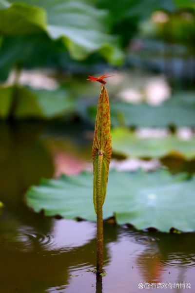 荷叶蜻蜓象征什么_荷叶蜻蜓的寓意