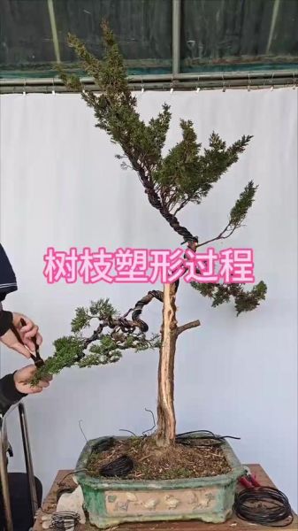 树枝干弯曲怎么办_树枝干弯曲怎么矫正