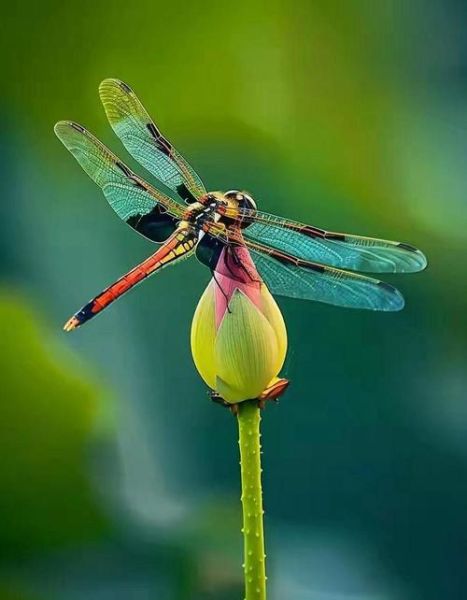 荷叶蜻蜓象征什么_荷叶蜻蜓的寓意