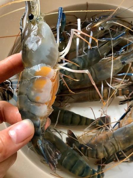 罗氏虾怎么做好吃_罗氏虾清蒸还是水煮