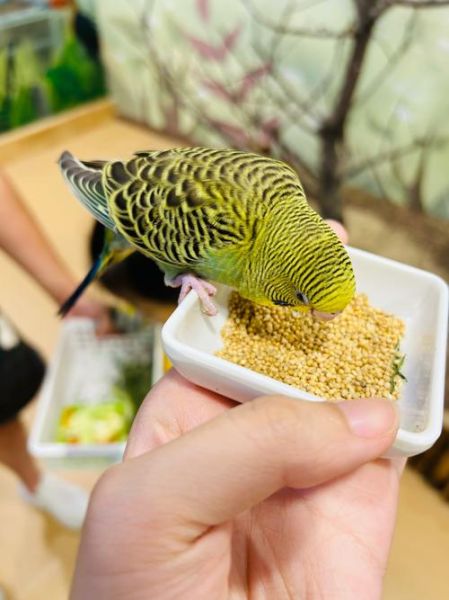 冬天给鸟喂什么好_冬季喂食小鸟的正确方法