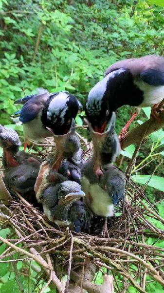 冬天给鸟喂什么好_冬季喂食小鸟的正确方法