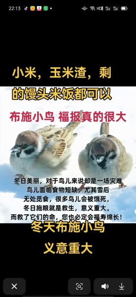 冬天给鸟喂什么好_冬季喂食小鸟的正确方法