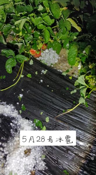 冰雹和霜冻的区别_如何预防农作物受损