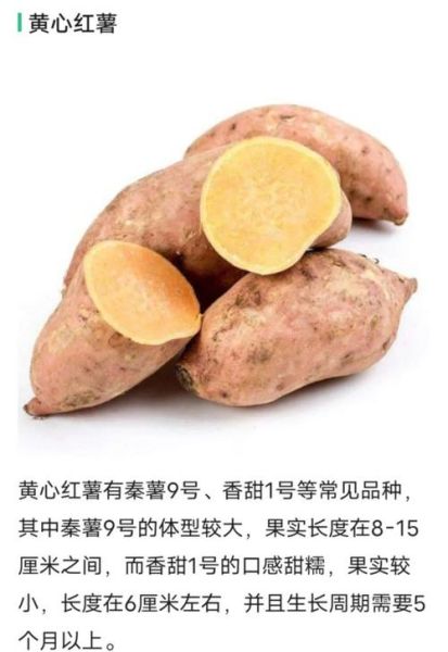 地瓜为什么被称为“地下蜜果”_地瓜的营养价值到底有多高