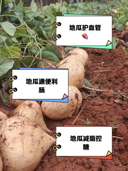 地瓜为什么被称为“地下蜜果”_地瓜的营养价值到底有多高