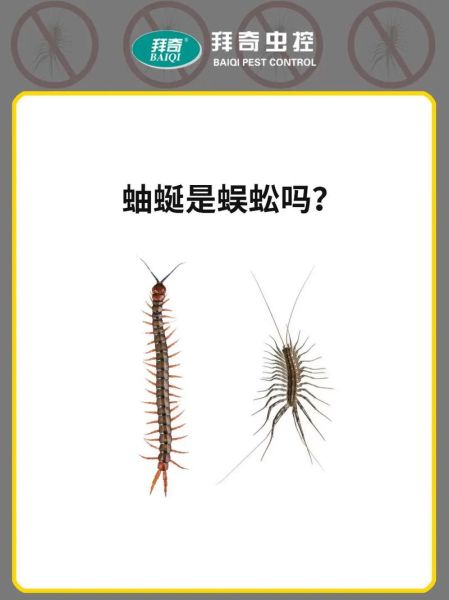 蜈蚣和蚰蜒的区别_家里出现怎么办