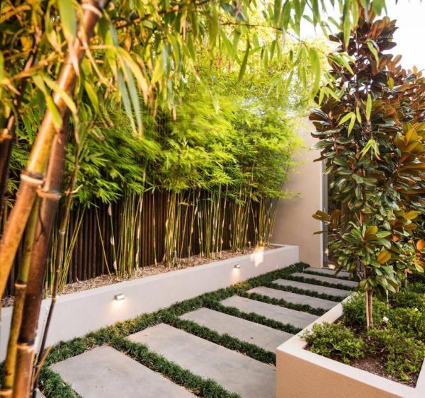 农村庭院怎么设计好看_农村庭院种什么树好