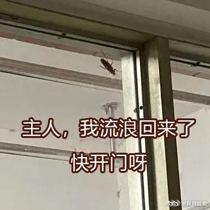 深圳被鄙视的真正原因_深圳为何总被黑
