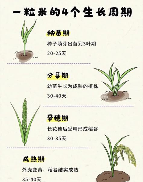 水稻什么时候播种_水稻种植技术与管理
