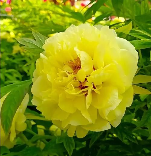 华夏儿词语有哪些_如何正确运用华夏儿词语