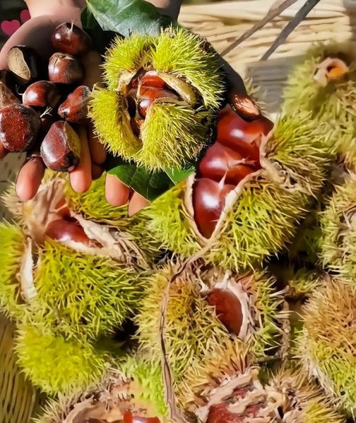 板栗饱满怎么挑选_板栗饱满和干瘪区别