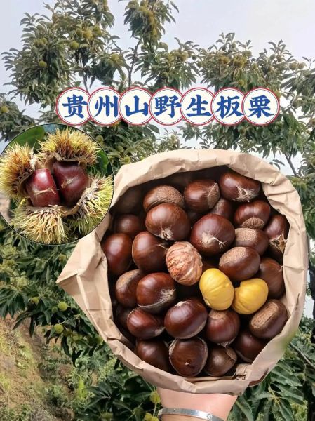 板栗饱满怎么挑选_板栗饱满和干瘪区别